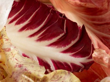 Chicories