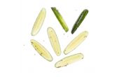 Half Sour Green Pickle Spears