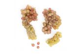 Seedless Pink Muscat Grapes