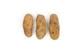 Idaho Potatoes #1 40 CT