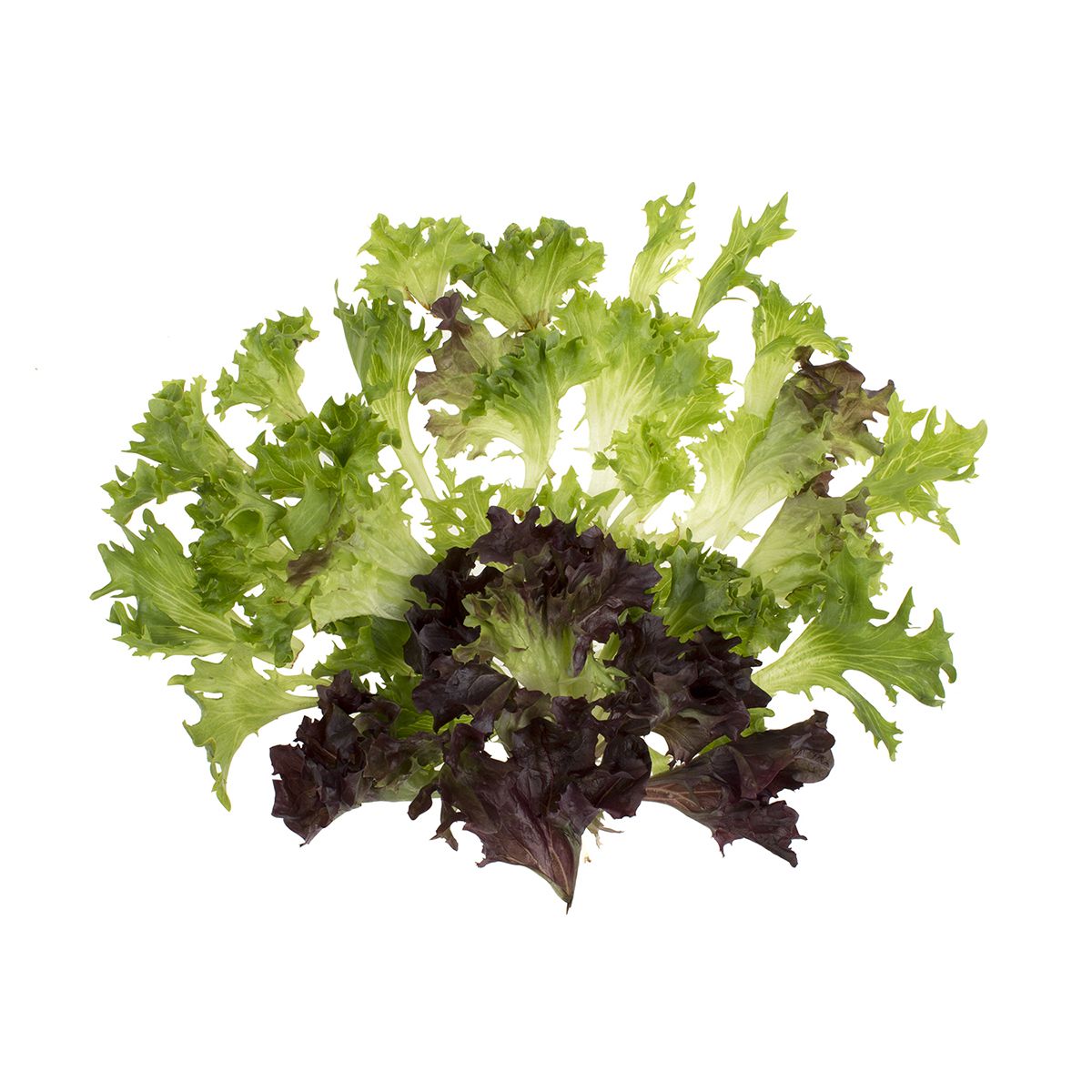 Organic Arcadian Harvest Mix | Lettuce & Salad Mixes Other | Baldor ...