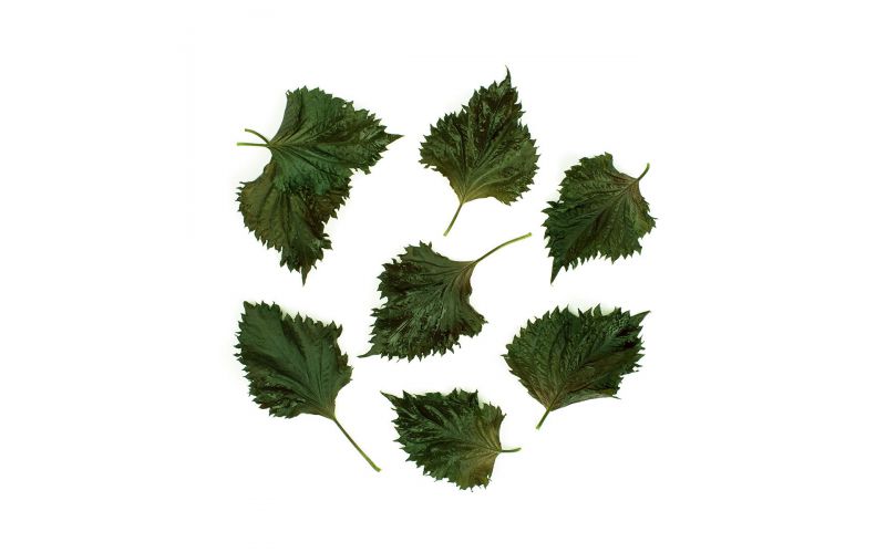 Green Shiso Leaves
