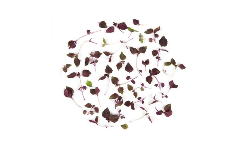Micro Purple Shiso Leaves