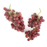 Extra Fancy/Large Red Seedless Grapes