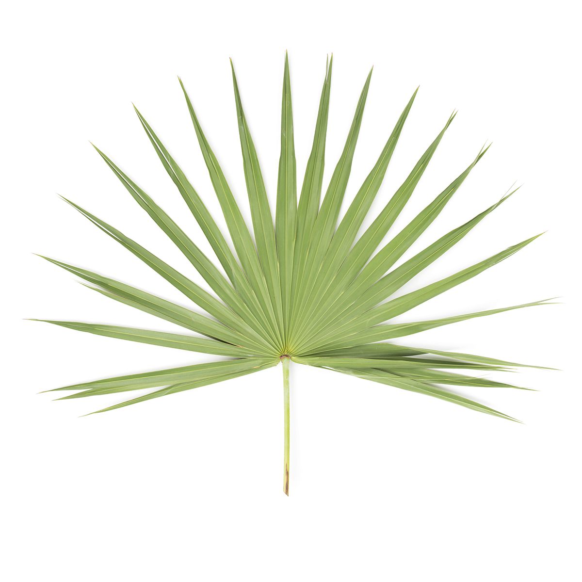 Palm Leaves | Leaves | Baldor Specialty Foods