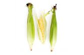 Bi-Color Corn