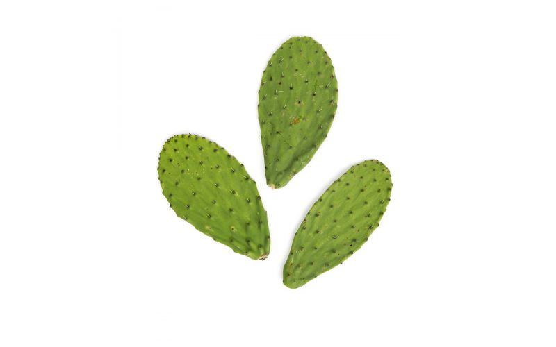 Details about    Plains Prickly Pear Cactus Pads  Updated 5/20/2021 