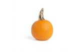 Pie Pumpkins