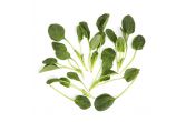 Bunched California Flat Leaf Spinach