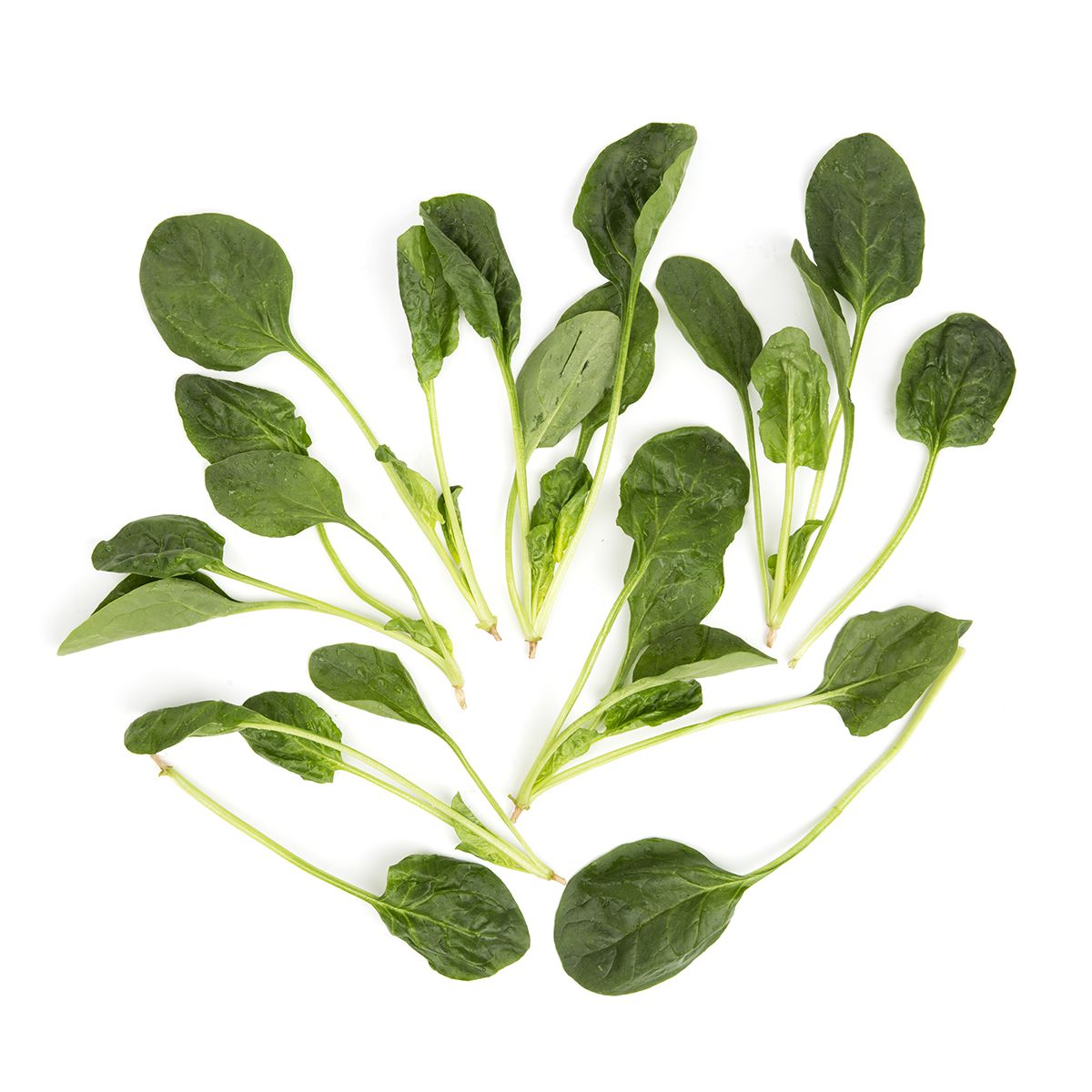 Bunched California Flat Leaf Spinach Spinach Baldor Specialty Foods