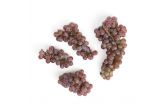 Organic Red Canadice Grapes