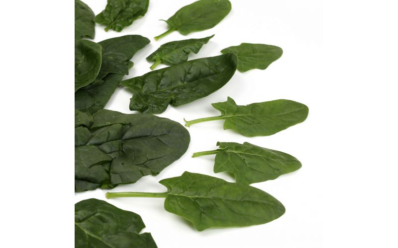 Organic Bloomsdale Spinach