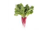 Cincinnati Radishes