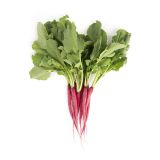 Cincinnati Radishes