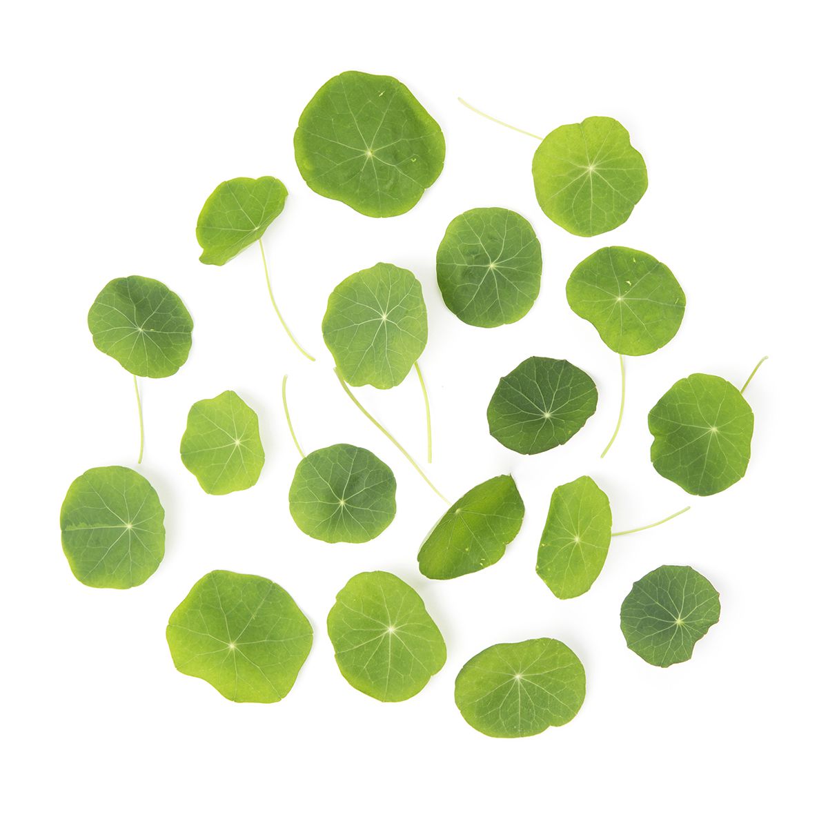 Nasturtium Leaves Microgreens Baldor Specialty Foods