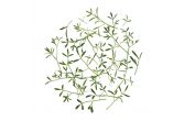 Sea Fennel