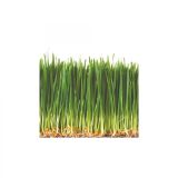 Organic Wheatgrass Tray
