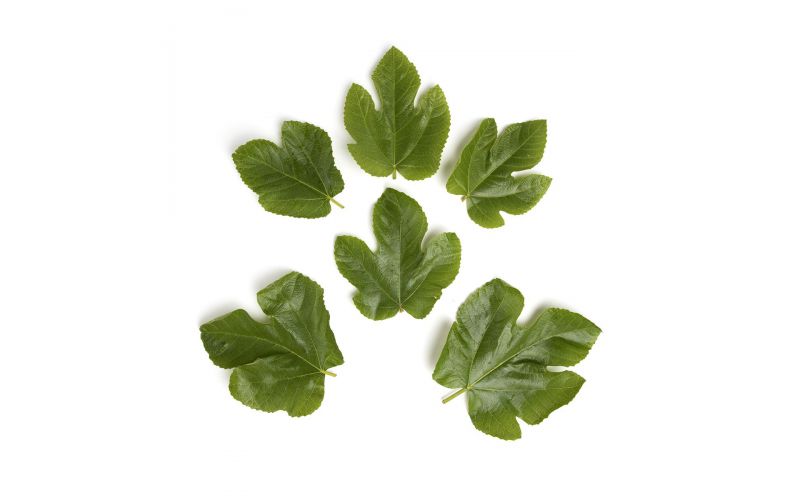 Organic Fig Leaves