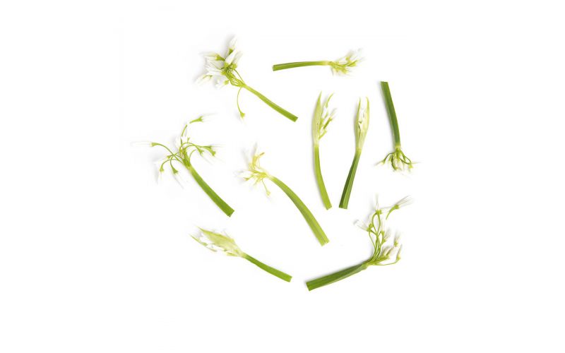 Wild Spring Onions Flowers Only