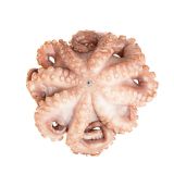 Spanish Tenderized Octopus IQF 2-4 LB