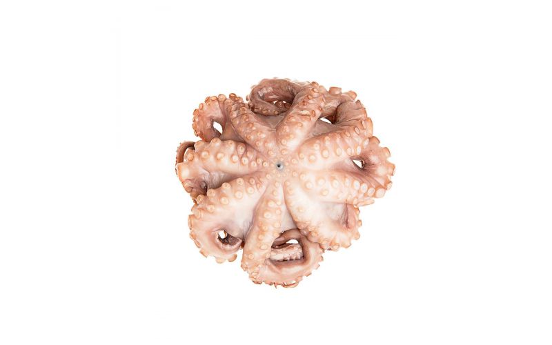 Spanish Tenderized Octopus IQF 1-2 LB