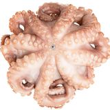 Spanish Tenderized Octopus IQF 6-8 LB