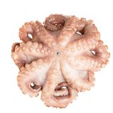 Spanish Tenderized Octopus IQF 4-6 LB