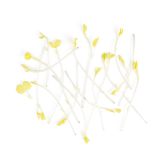 Gold Fava Shoots