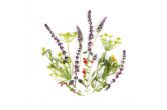 Herb Flower Mix