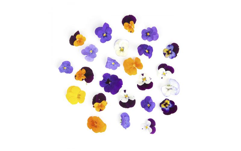 Viola Flowers