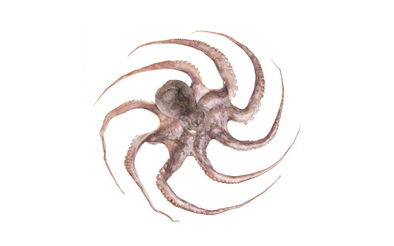 Spanish Tenderized Octopus IQF 1-2 LB