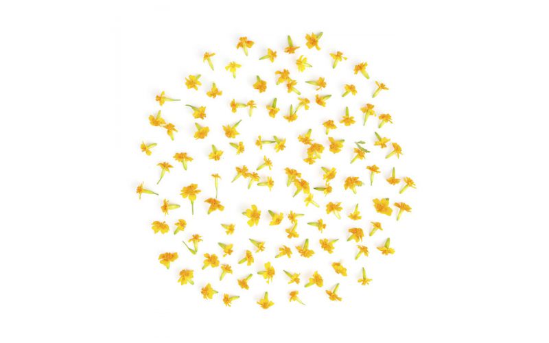 Micro Marigold Flowers