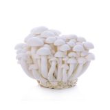 Organic White Beech Mushrooms