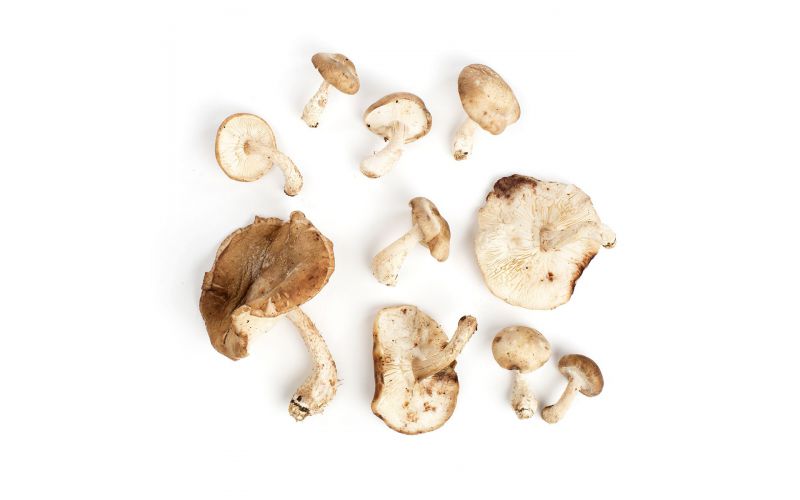Shiitake Mushrooms Grade #1