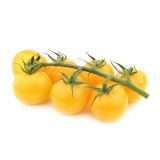 Yellow Tomatoes on the Vine