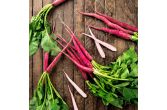 Cincinnati Radishes