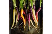 Organic Rainbow Carrot