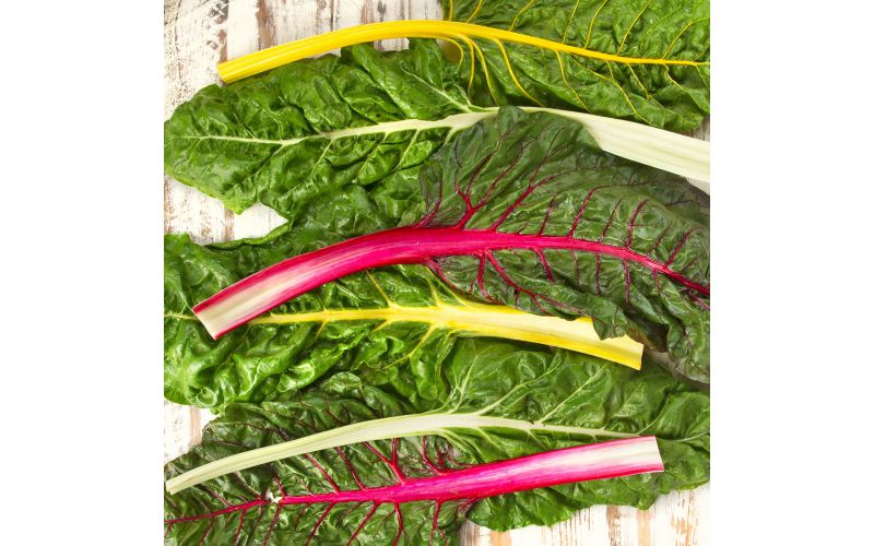 Bright Lights Rainbow Swiss Chard