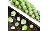 Brussels Sprouts on the Stalk