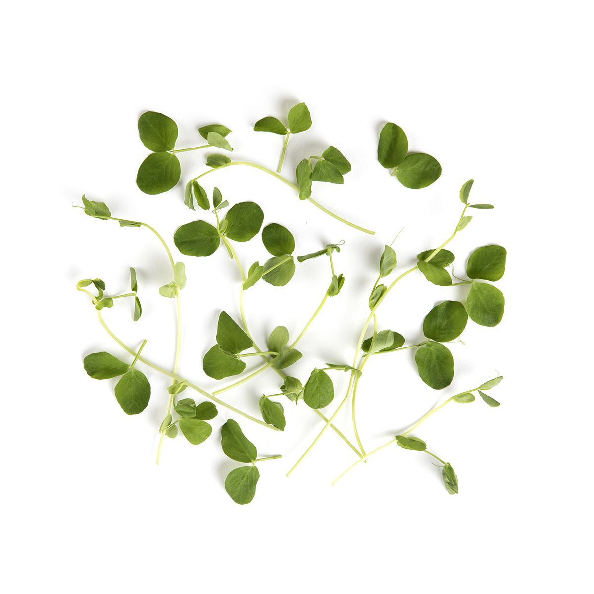 Micro Pea Tendrils | Shoots | Baldor Specialty Foods