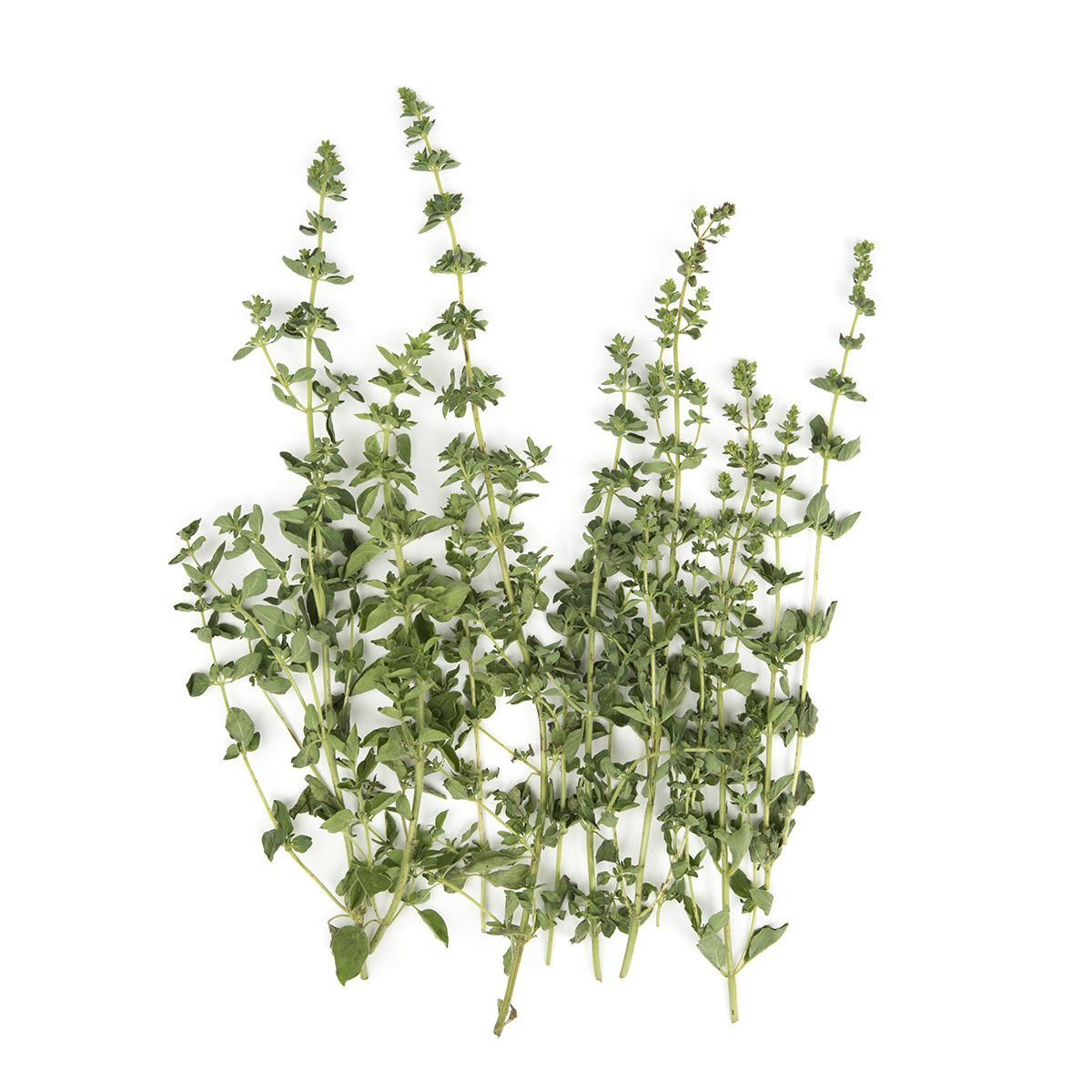 Marjoram Marjoram Baldor Specialty Foods