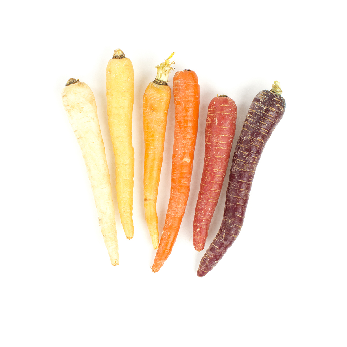 Organic Rainbow Carrots Assorted Carrots Baldor Specialty Foods