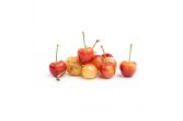 Organic Rainier Cherries