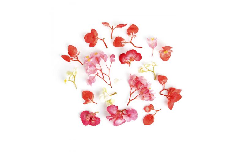 Begonia Flower Mix