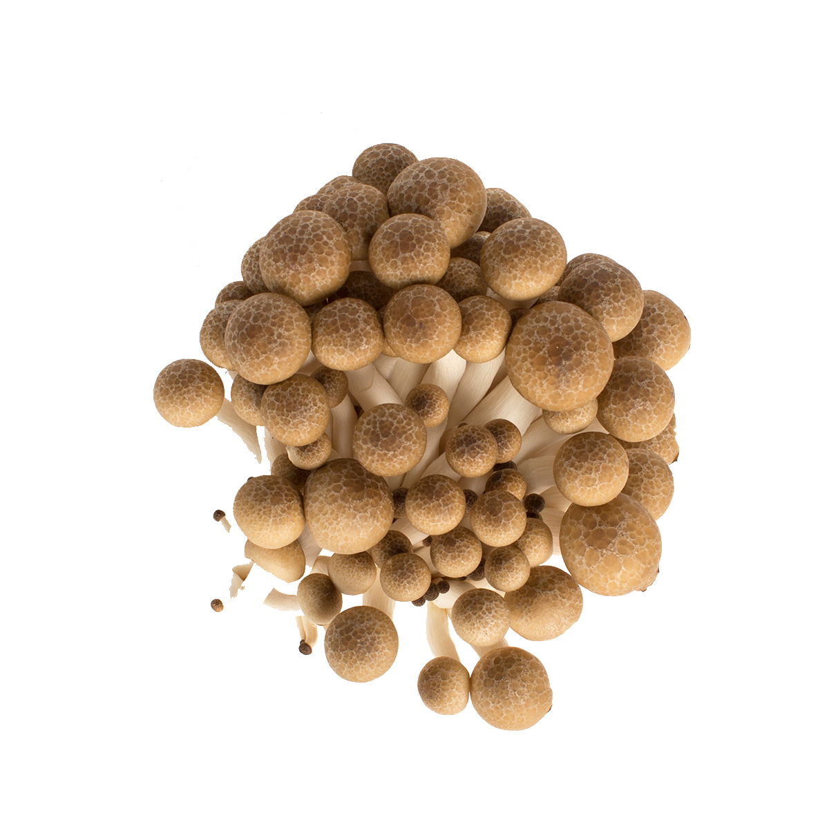 Brown Hon Shimeji Mushrooms Beech Mushrooms Baldor Specialty Foods