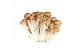 Brown Hon Shimeji Mushrooms
