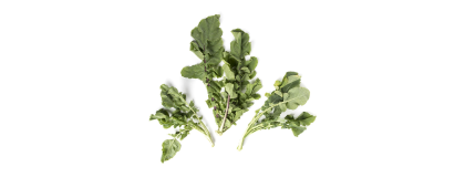 Wild Mustard Greens