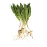 Wild Local Ramps