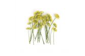 Fennel Flowers