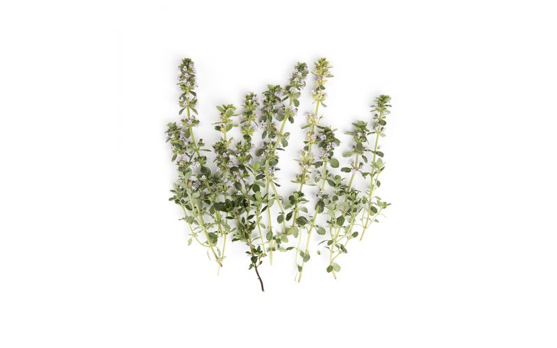 Thyme Blossom